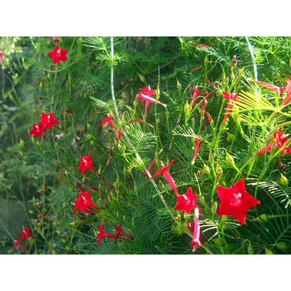 CHẬU HOA LEO TÓC TIÊN SIÊU ĐẸP, HOA QUANH NĂM