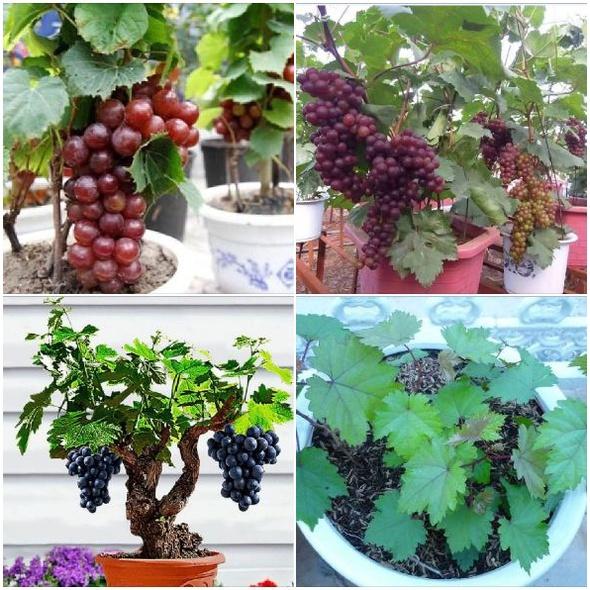 Hạt giống cây ăn trái nho lùn ,hạt giống chuẩn f1- Gói 10 hạt