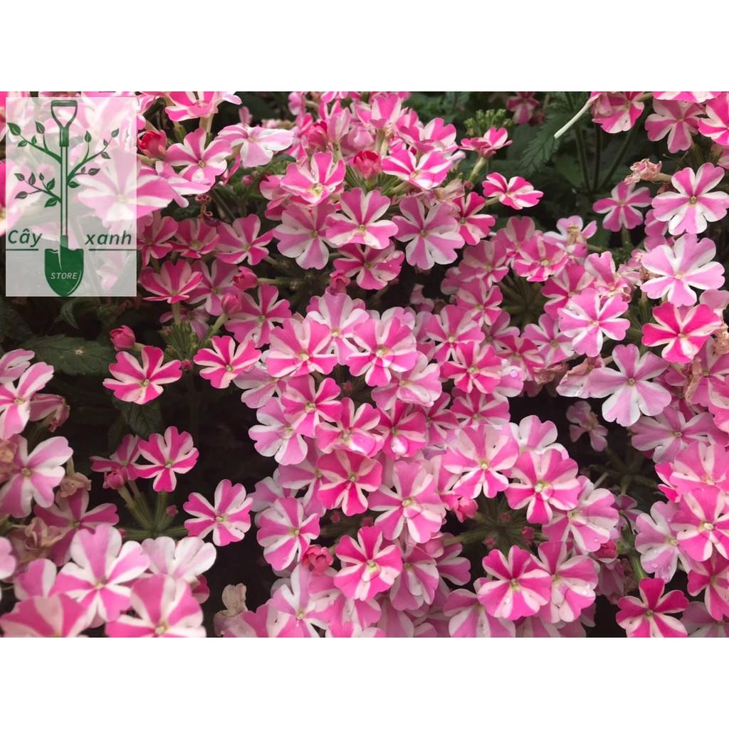 Chế phẩm kích thích ra hoa tạo mầm hoa cực mạnh Micro Green 16-31-16