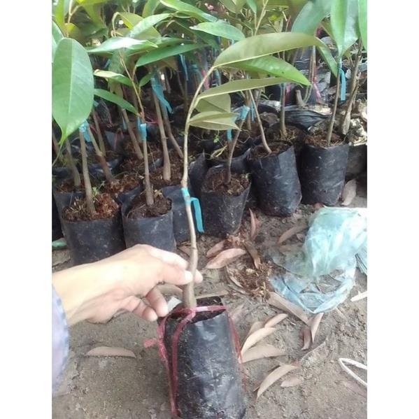 CÂY GIỐNG SẦU RIÊNG RI6 SAI QUẢ