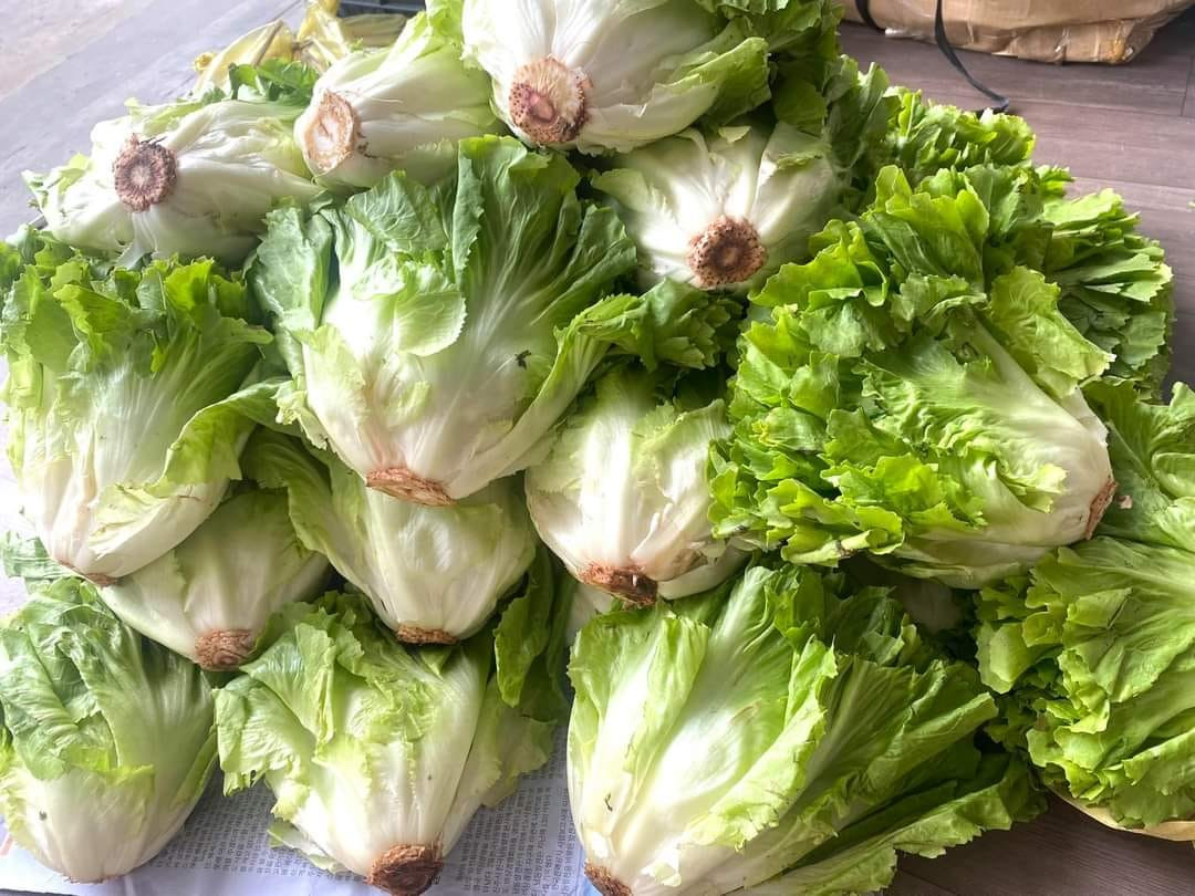 Hạt giống Xà lách Carol ESCAROLE FURLO 217 -5g