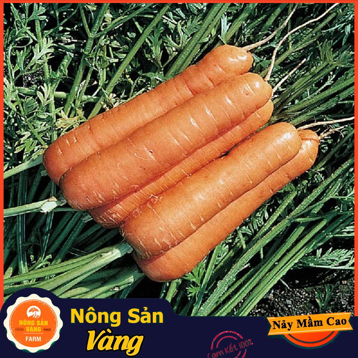 Hạt giống Cà Rốt Thường F1 - Nông Sản Vàng