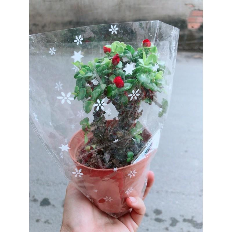 Cành Vàng Lá Ngọc Cổ Thụ