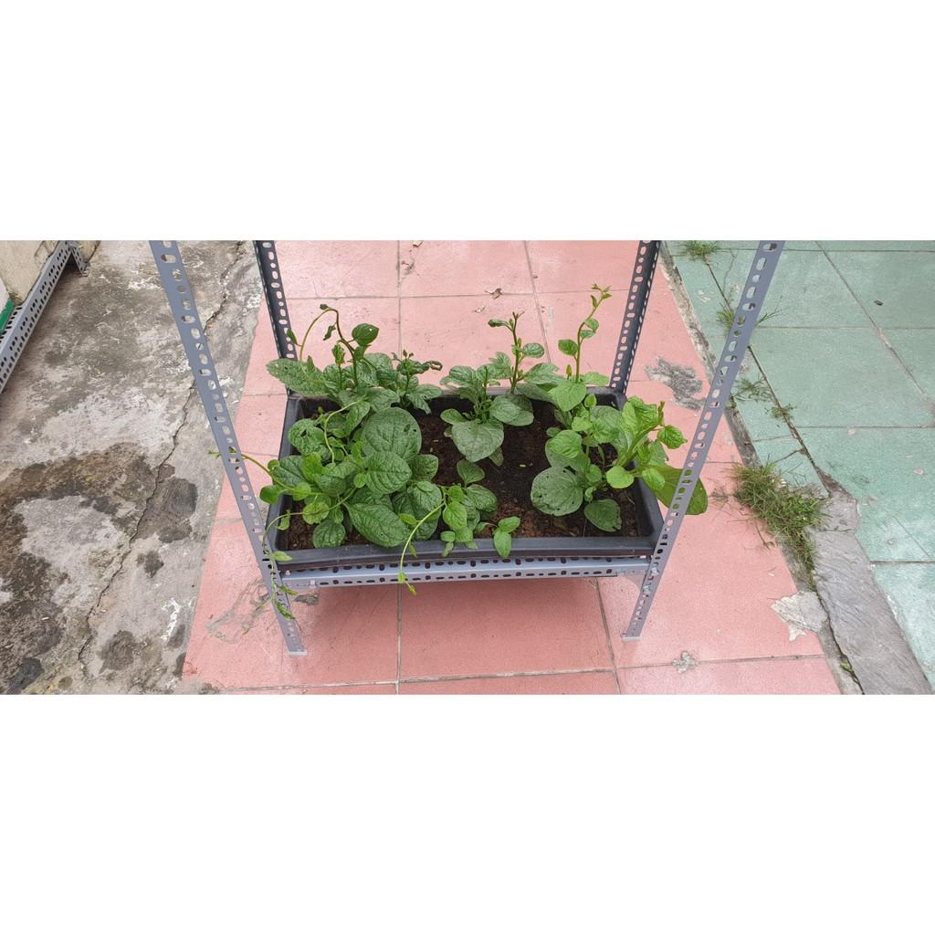 Kệ sắt trồng rau thông minh 2 tầng dùng cho 2 khay trồng rau kích cỡ 68x43x15 cm