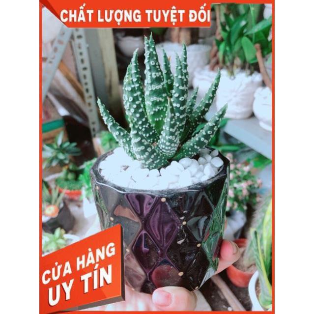 Chậu Xương Rồng Móng Rồng