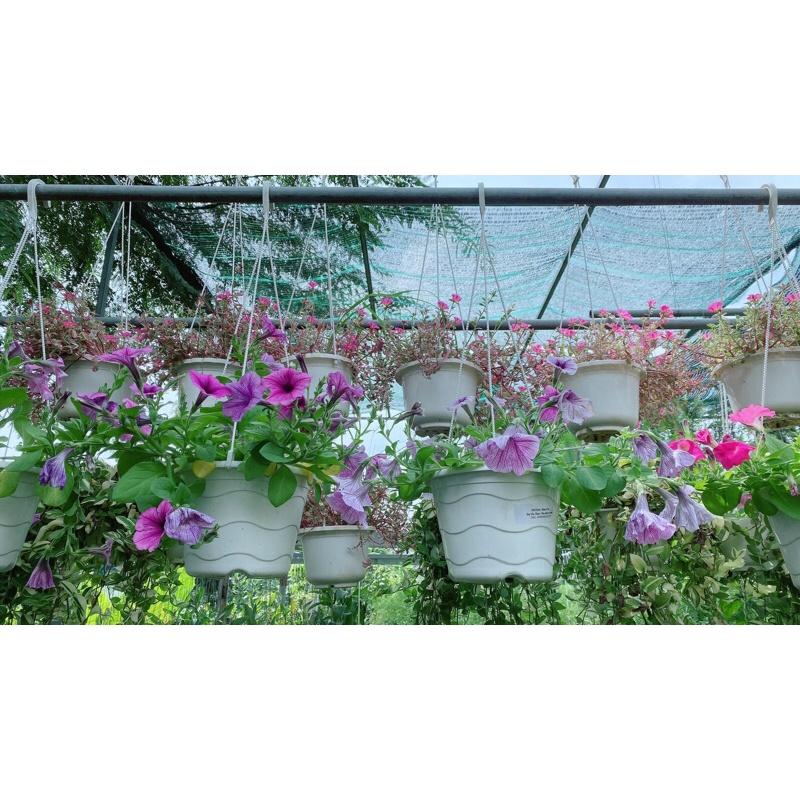 Chậu Dạ Yến Thảo