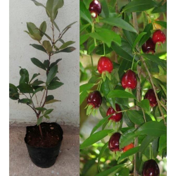 Hạt giống cây ăn trái cherry - Gói 10 hạt Tặng gói kích thích hạt nảy mầm