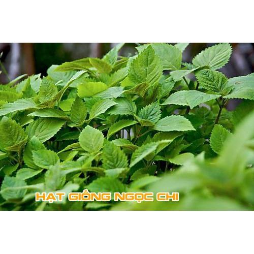 Hạt Giống Rau Kinh Giới (Rau Thơm, Rau Gia Vị) - 2Gr