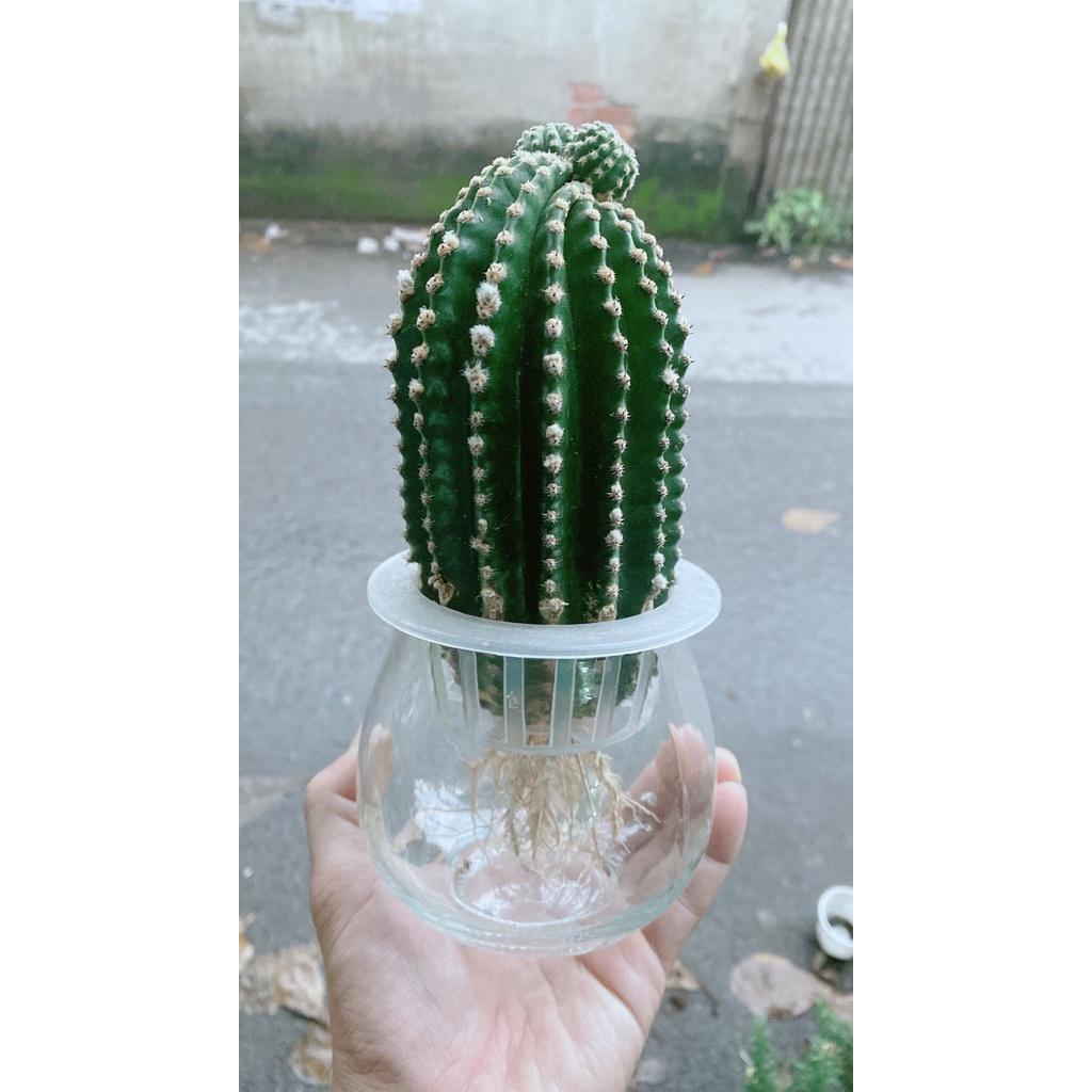 Chậu Xương Rồng Thuỷ Sinh