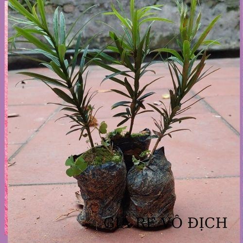 CÂY TÙNG LA HÁN GIỐNG TÙNG VẠN NIÊN CÂY CAO 10-15CM TẠO DÁNG BONSAI
