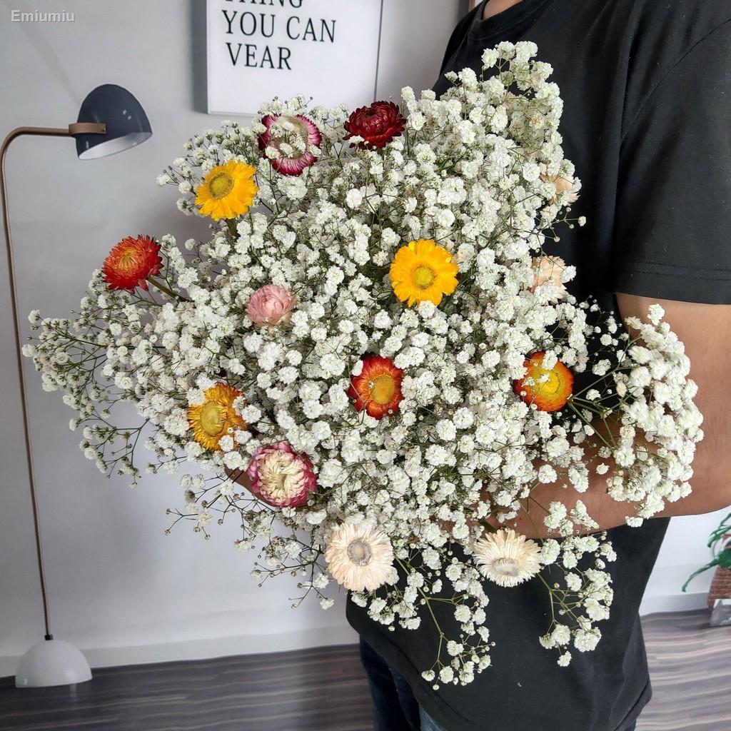 ▼○bó hoa khô Gypsophila forget-me-not trang trí phòng khách trang trí phòng khách
