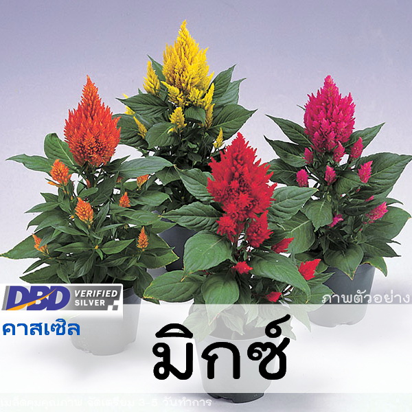 Hạt giống hoa mào gà Thái đủ màu - hàng nhập khẩu Thái Lan -  nguyên bao bì - gói 110 hạt - A4618