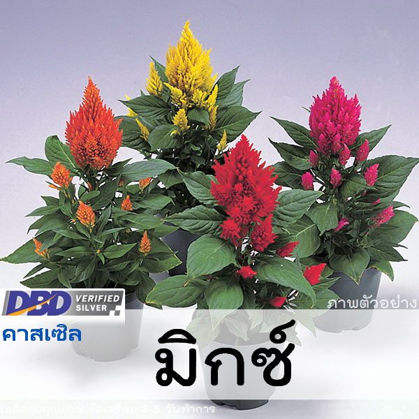 Hạt giống hoa mào gà Thái đủ màu - hàng nhập khẩu Thái Lan - nguyên bao bì - gói 110 hạt - A4618