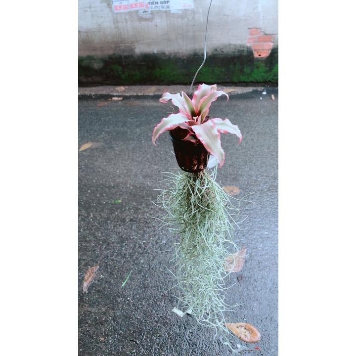 Cây Dứa Đuôi Phụng Kiểng