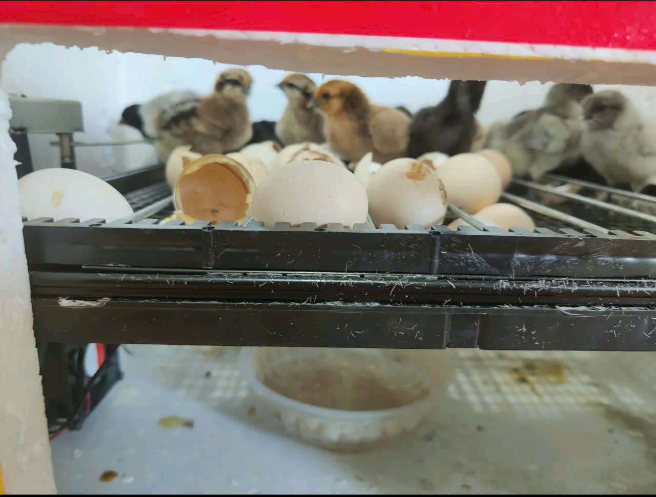 Khay đảo trứng kèm moto, để được tất cả các loại trứng, khay dùng cho các loại máy ấp có sẵn 2 dây nối khay hàng nhập khẩu