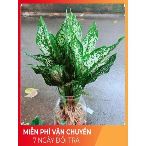 Chậu Ngọc Ngân Thuỷ Sinh