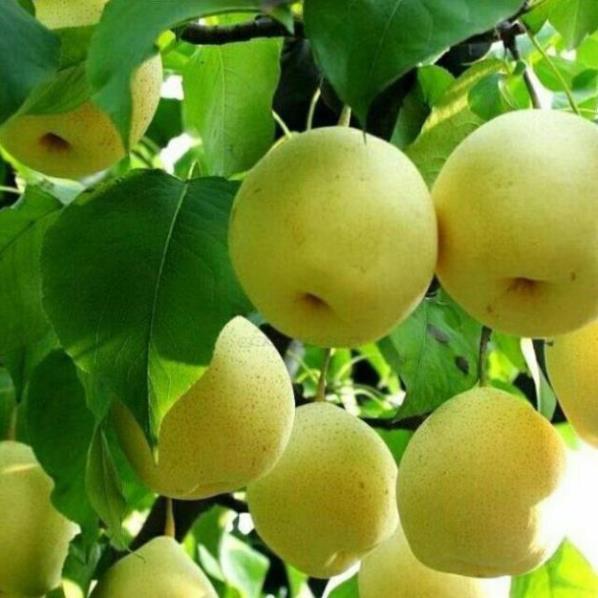 Cây Giống Lê Vàng, Cao 1m