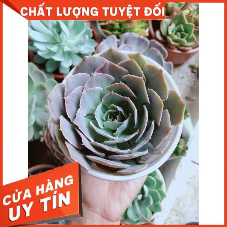 Sen đá bắp cải tím Nhiều Người Mua