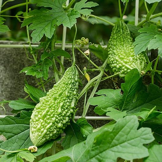 Hạt giống Khổ Qua Rừng gói 1gr