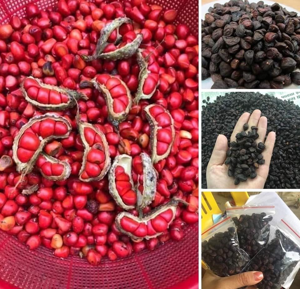 Hạt dổi nếp - Rừng tây bắc