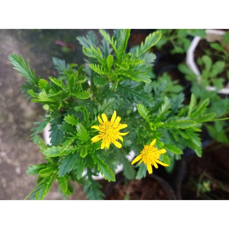 Chậu Cúc thân gỗ đang hoa