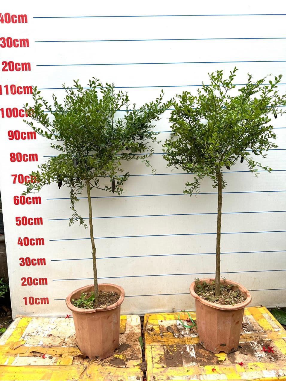 Cây Chanh Ngón Tay F1 - Nhà vườn Xuân Khương