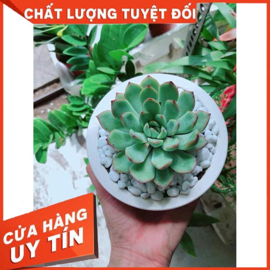 Chậu sen đá viền hồng Nhiều Người Mua