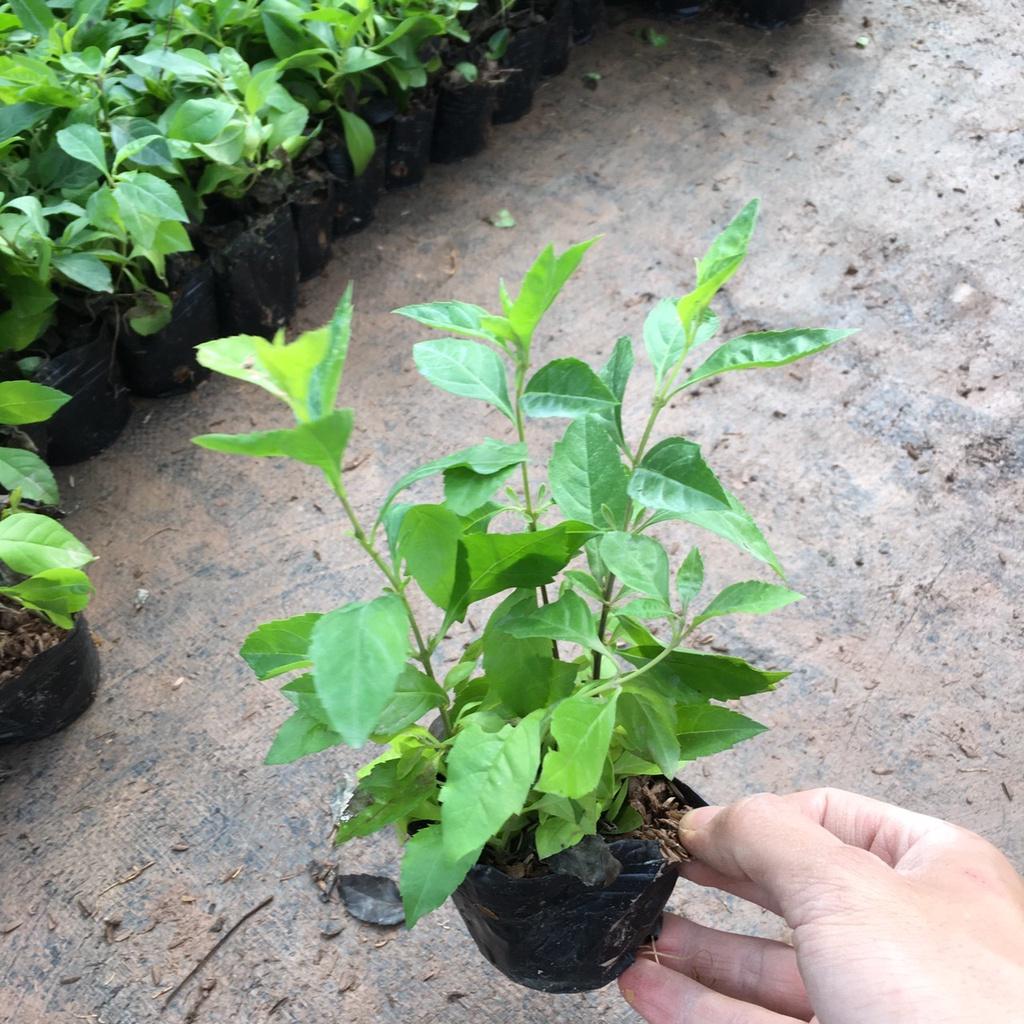 Cây Chuỗi Ngọc Nhiều Ngọn Trồng Sẵn Thích Hợp Trồng Đường Riềm,Công Trình