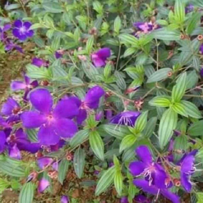 COMBO 2 CHẬU HOA MUA TÍM THÁI LAN SIÊU ĐẸP