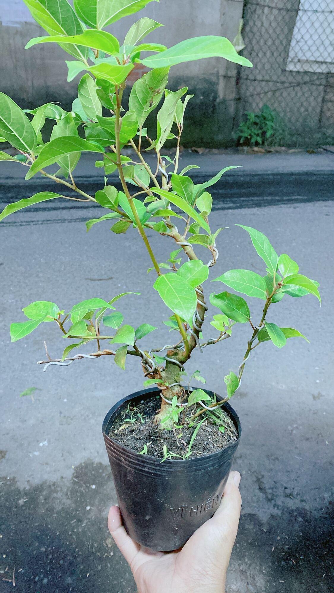 Cây Sung Bonsai cho sai trái