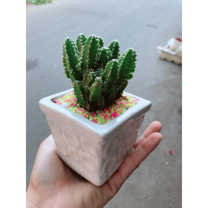 Chậu Xương Rồng Thanh Sơn