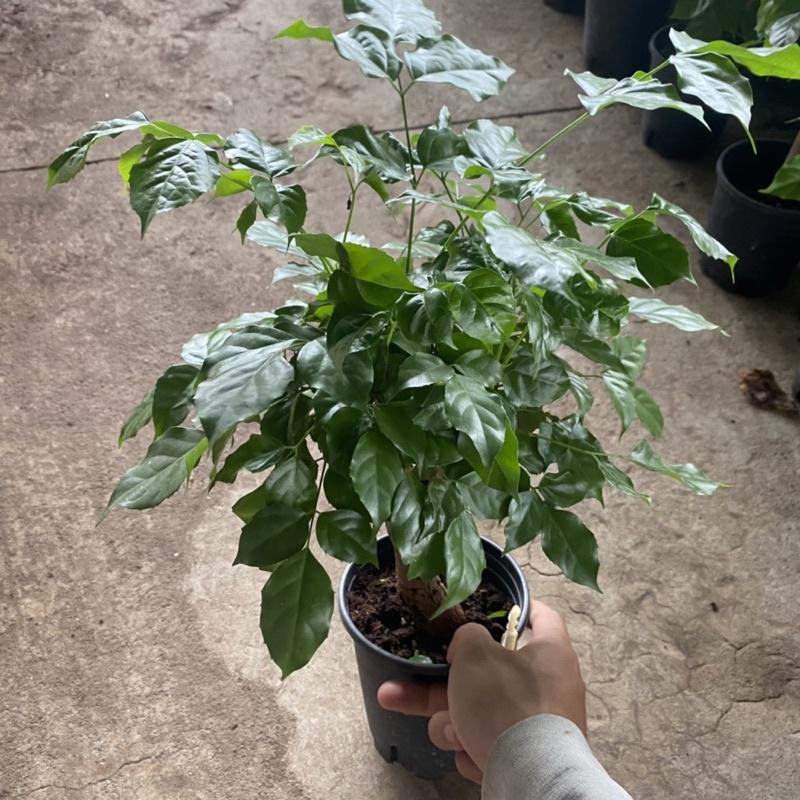 Cây hạnh phúc trồng phong thuỷ mini để bàn lá sum suê