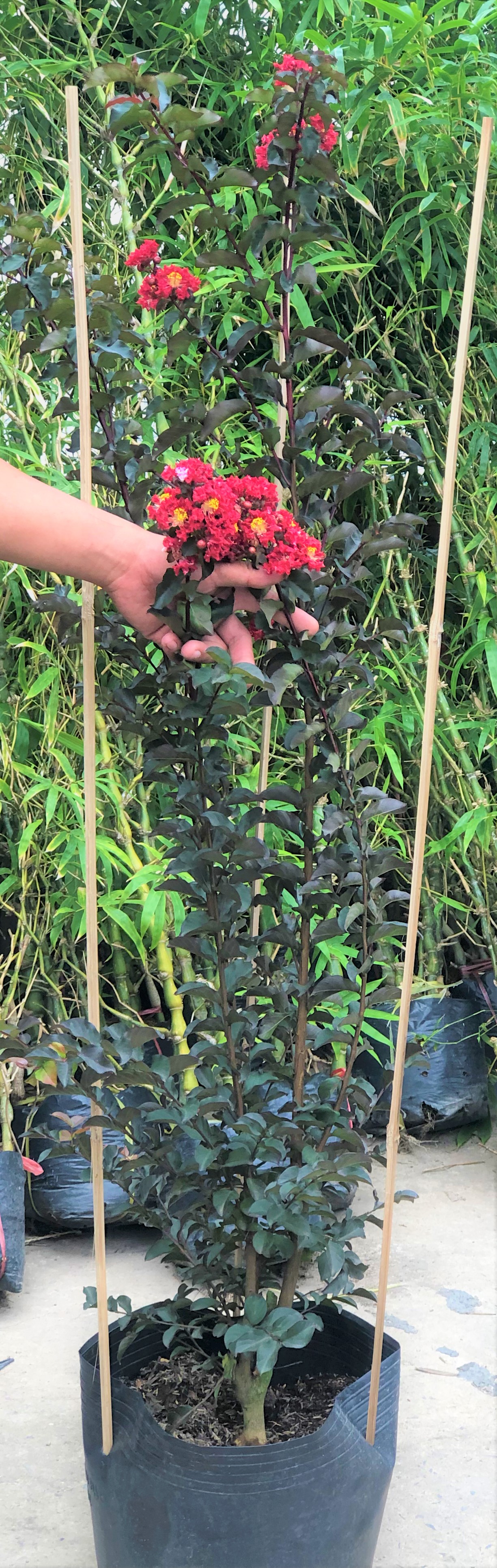 Cây Tường Vi Huyết Long cao 150 cm
