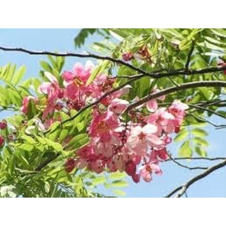 Cây Giống Muồng Hoa Đào - Hoa siêu đẹp