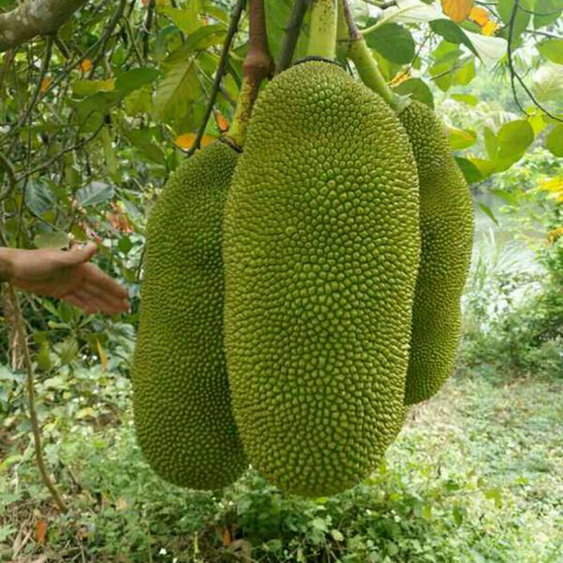 Cây Giống Mít Trái Dài