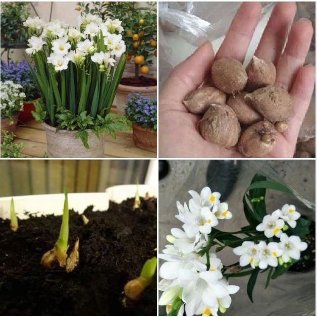 Combo 3 Củ giống hoa lan nam phi hoa màu trắng - 3 củ-thời gian có hoa 3 tháng-HGNN