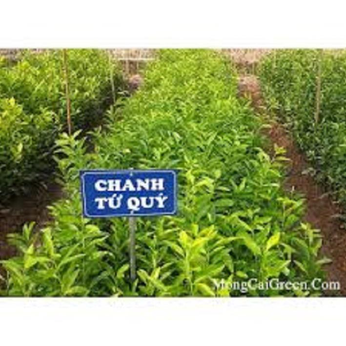COMBO 2 CÂY GIỐNG CHANH TỨ QUÝ