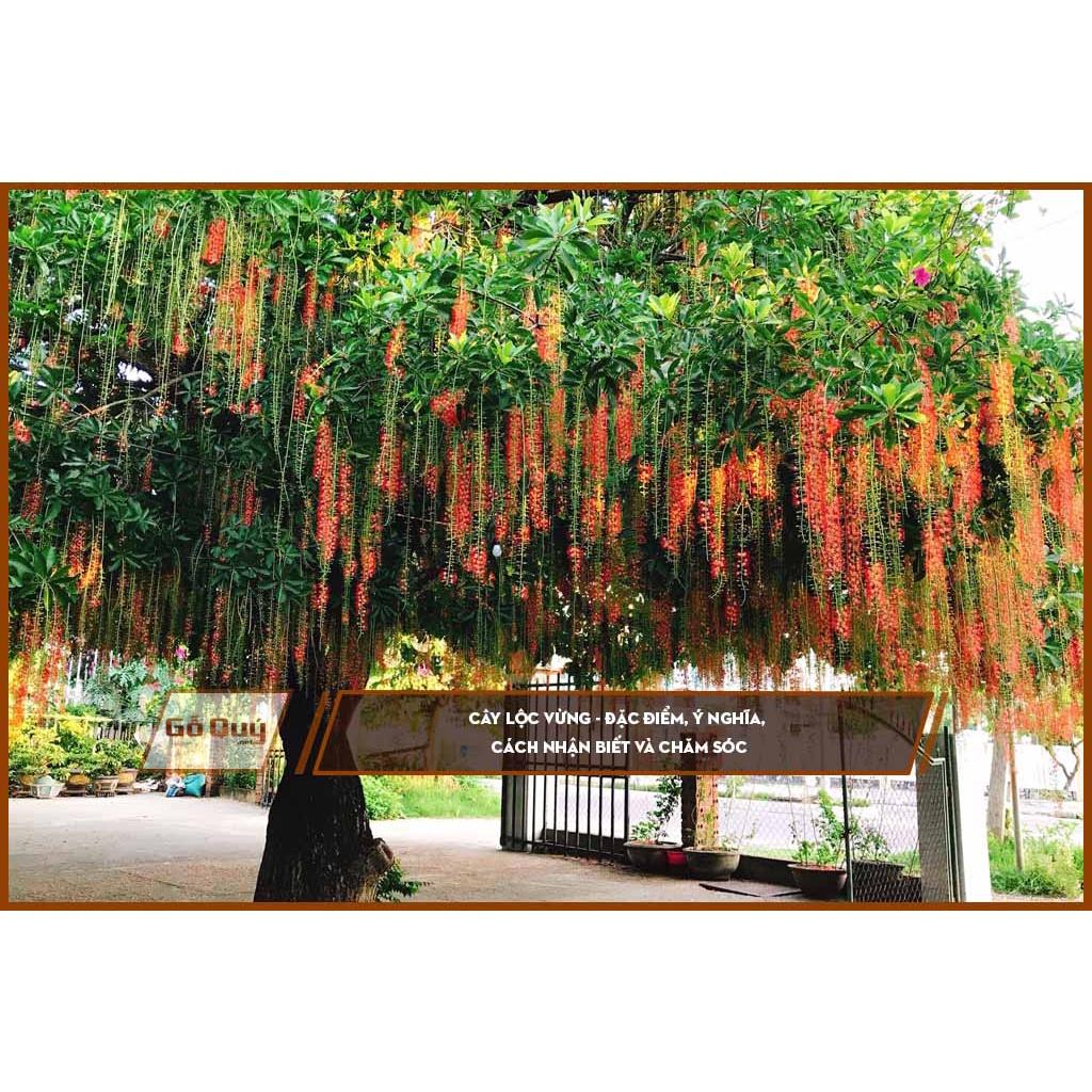 Cây lộc vừng giống - cây giống