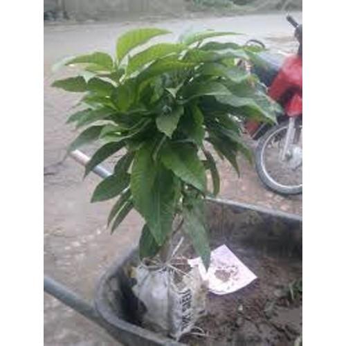 BẦU CÂY GIỐNG CÂY NGỌC LAN HOA VÀNG - CGCNLHV