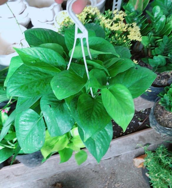 Chậu Kim Phát Tài