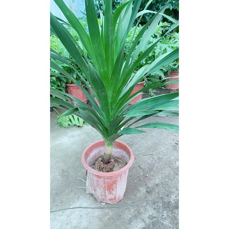 Phát Tài Núi 90cm