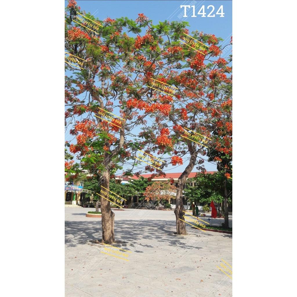Tranh vải decor / Thảm vải treo tường / Thảm vải chụp ảnh cử nhân/ Chụp ảnh tốt nghiệp