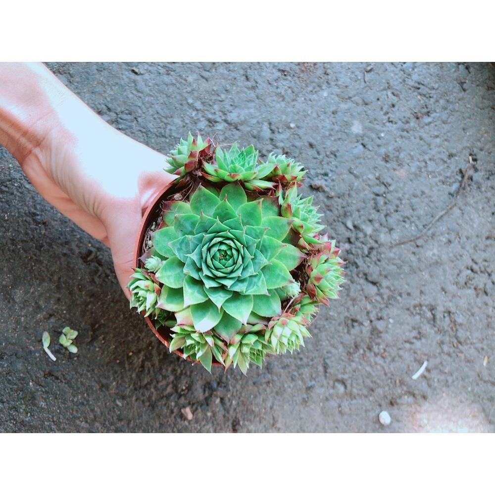 Chậu Phật Bà Xanh