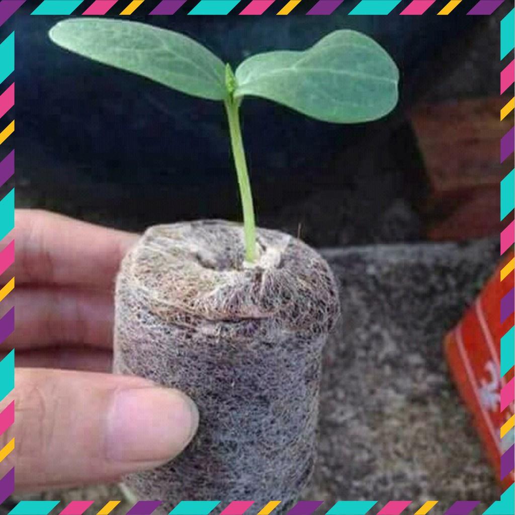 Viên Nén Xơ Dừa_Viên Nén Ươm Hạt_Ươm Lan_Giâm Cành Hiệu Quả Nhất