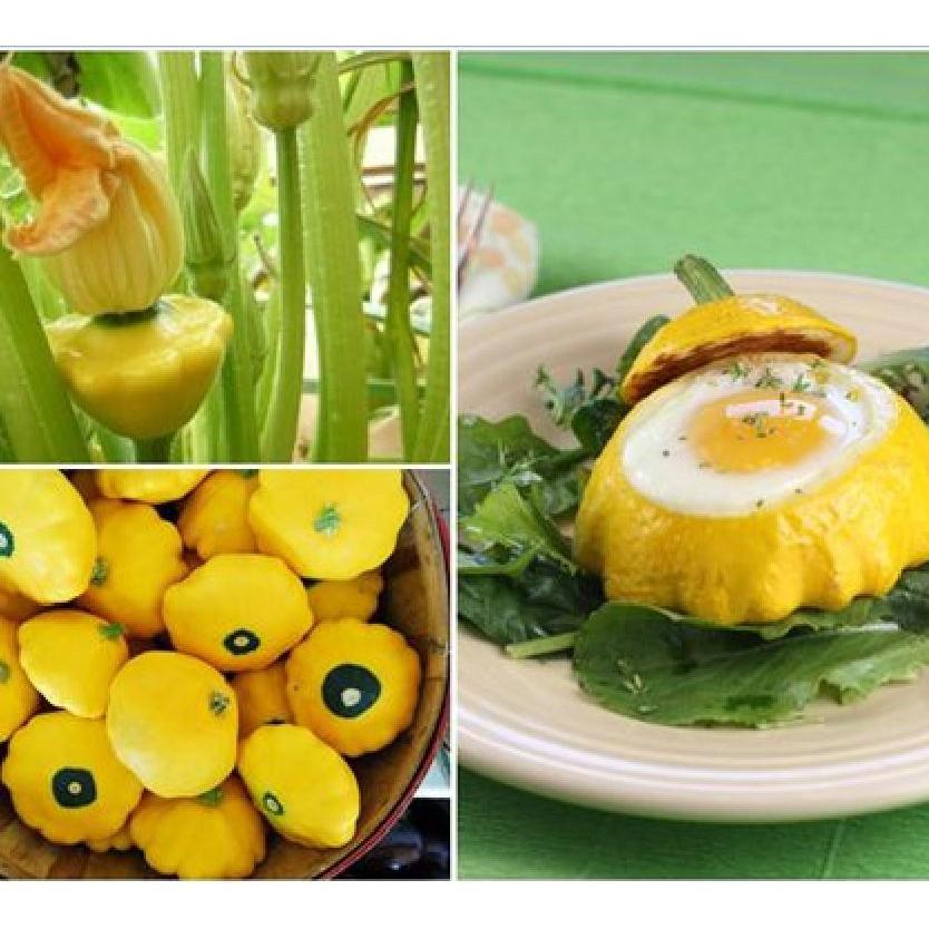 Hạt giống Bí Ngô Mini đĩa bay mix 10 hạt/gói