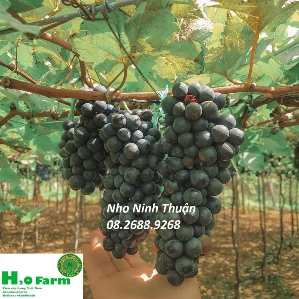 Cây Nho Ninh Thuận Ươm Tại Vườn Quả Xạ Đen - Vườn Ươm Ninh Thuận + Tặng 01 cây dâu da đất
