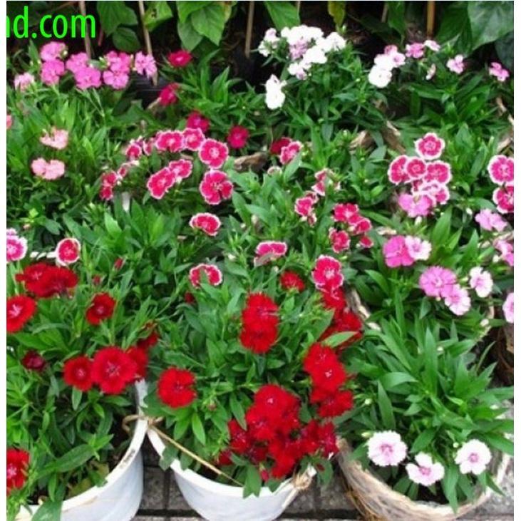 Hạt giống hoa cẩm chướng đơn nhiều màu CT413 - Gói 50 hạt