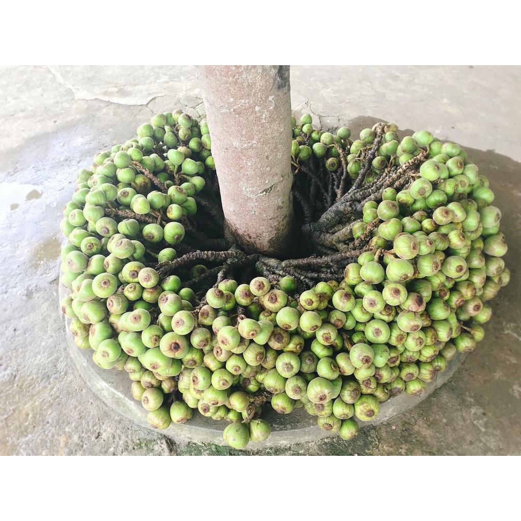 02 Cây Vả Mật Giống 30cm 981SP