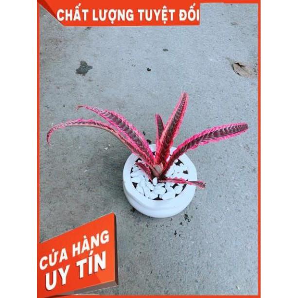 Chậu Cây Dứa Nữ Hoàng