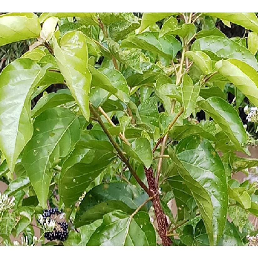 Hạt giống cây lá cách là cách biển, vọng cách KNS3696 - Gói 50 hạt